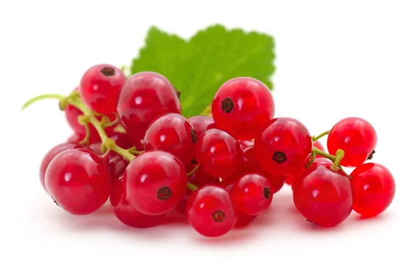 Red currants with green leaves. — Stock Photo, Image