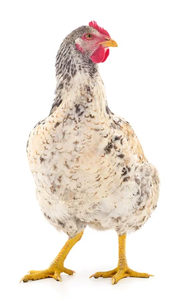 Grey hen isolated. — Stock Photo, Image