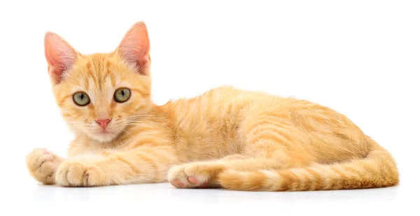 Мелкий коричневый котенок . — стоковое фото