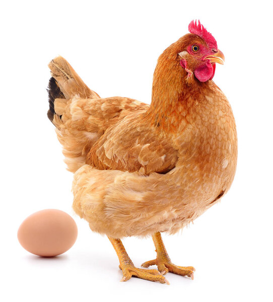 Brown hen and egg.
