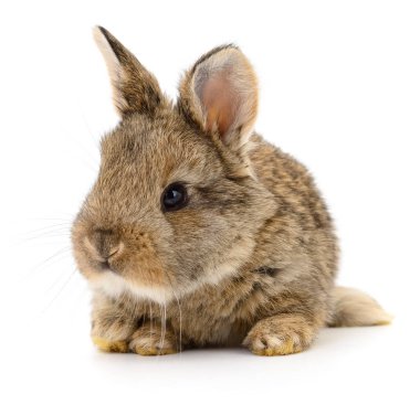 Kahverengi beyaz tavşan.