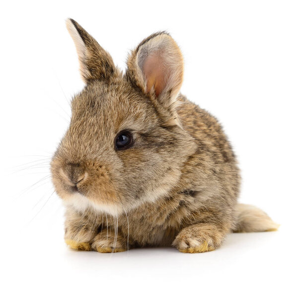 Бурый кролик на белом
.
