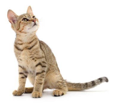 Beyaz zemin üzerinde kedi yavrusu.