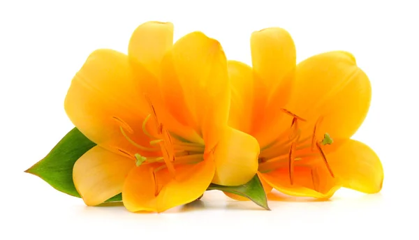 Two yellow lilies. — Stock Photo, Image