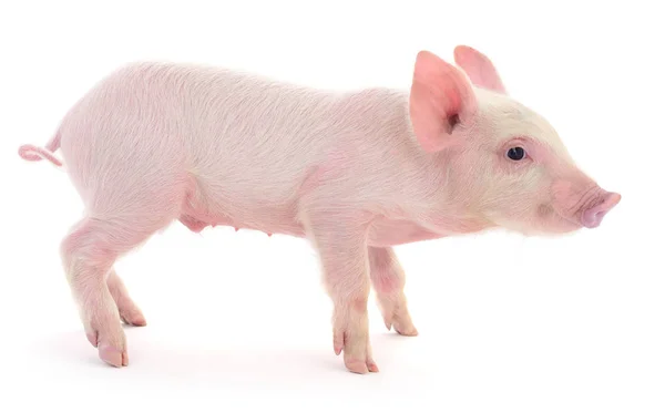 Cerdo sobre blanco — Foto de Stock