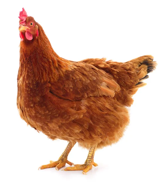 Brown hen isolated. — Stock Photo, Image