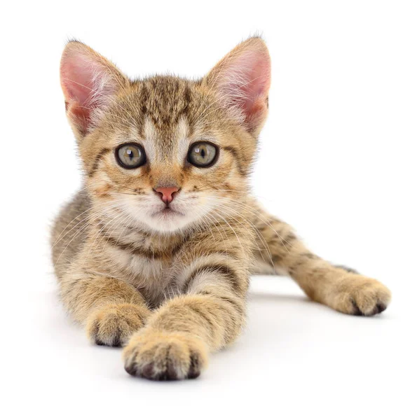 Kitten on white background. — Stock Photo, Image