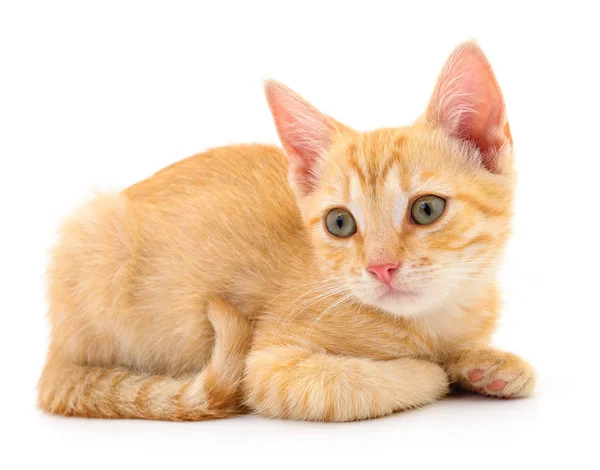 Kitten on white background. — Stock Photo, Image