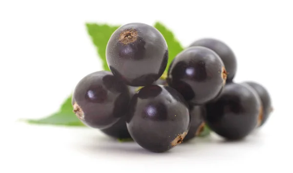 Schwarze Johannisbeeren isoliert. — Stockfoto