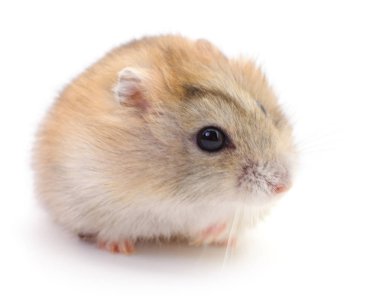 Küçük yerli hamster.
