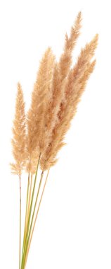 Kabarık kanepe çim kulak izole.