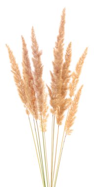 Kabarık kanepe çim kulak izole.