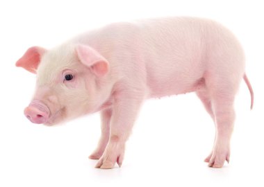 Beyaz üzerinde domuz