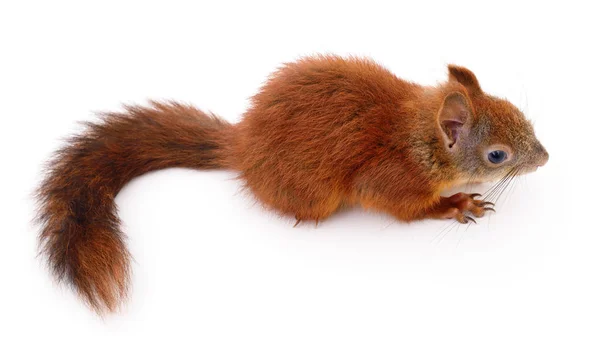 Ευρασιατική κόκκινο σκίουρο. — Φωτογραφία Αρχείου