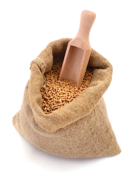 Grano de trigo en bolsa de arpillera aislada . —  Fotos de Stock