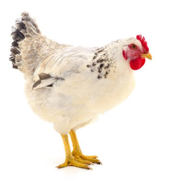 Beyaz tavuk izole.