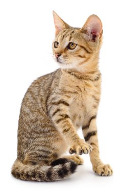 Beyaz zemin üzerinde kedi yavrusu.
