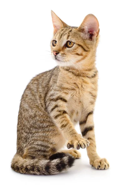 Kitten op witte achtergrond. — Stockfoto