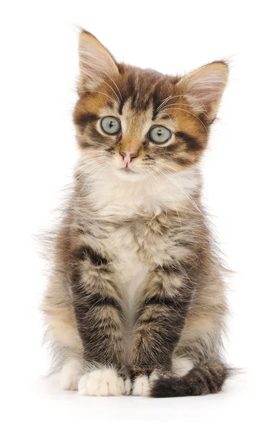 Gattino su sfondo bianco. Fotografia Stock