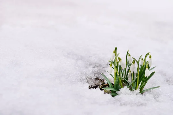 Snowdrops and snow. — Stock Photo, Image