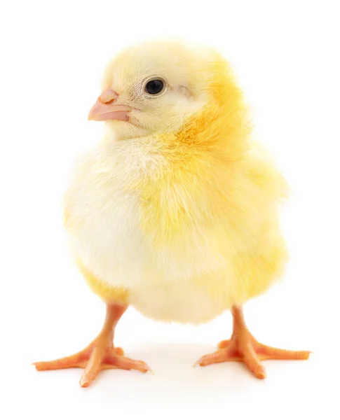 Kurczak mały żółty — Zdjęcie stockowe