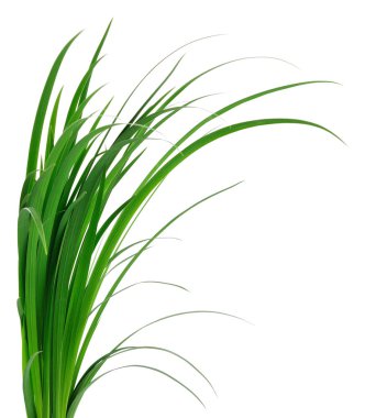 yeşil çimen yaprakları.