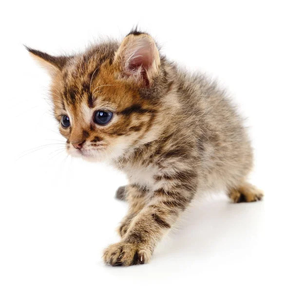 Gatinho no fundo branco. — Fotografia de Stock