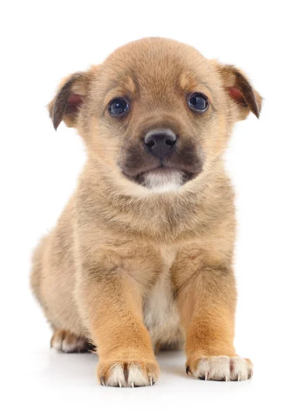 Filhote de cachorro isolado . — Fotografia de Stock