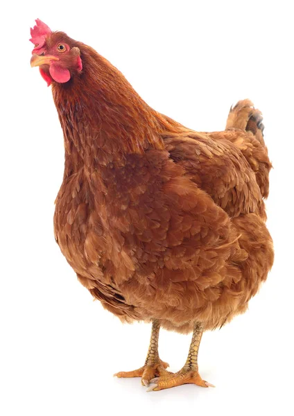 Gallina bruna isolata . — Foto Stock