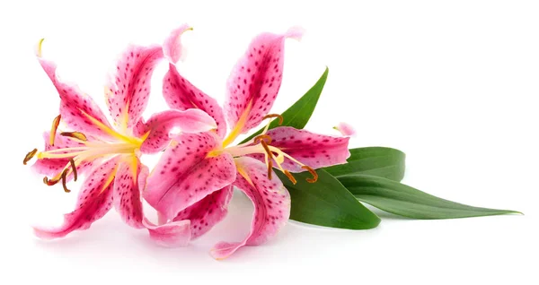 Two pink lilies. — Stock Photo, Image