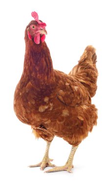 Genç kahverengi tavuk beyaz arka planda izole edildi.