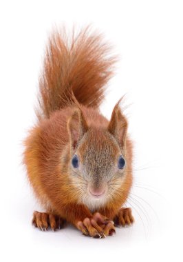 Beyaz arka planda izole edilmiş Avrasya kırmızı sincabı.