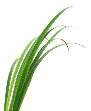 Beyaz arka planda uzun yeşil çimen yaprakları