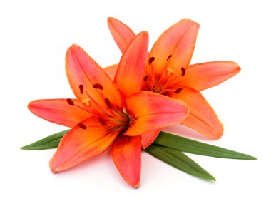 Beyaz bir arka plan üzerinde izole iki turuncu lilyum.