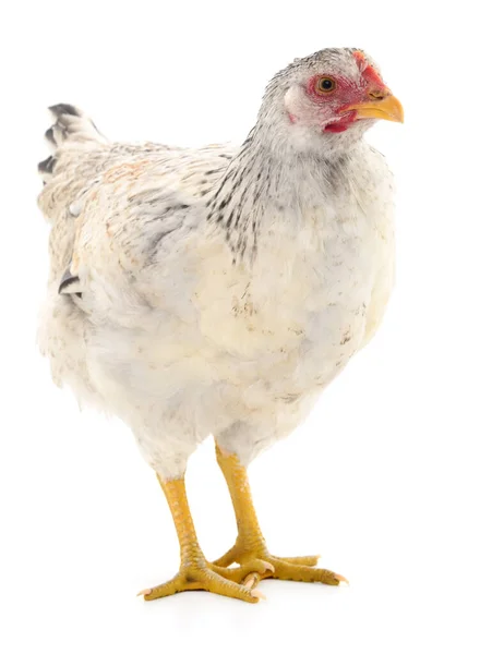 White Hen Isolated White Studio Shot — Stock Photo, Image