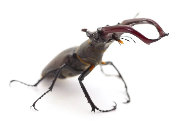 Varón Escarabajo Ciervo Oryctes Nasicornis Aislado Blanco — Foto de Stock