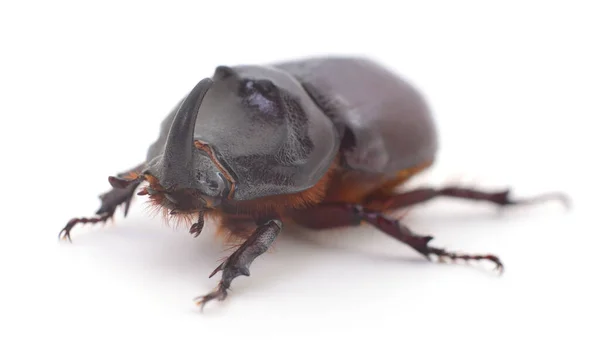 白犀牛甲虫的宏观摄影研究 — 图库照片