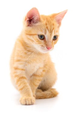Beyaz arka planda izole edilmiş küçük kahverengi kedi yavrusu.