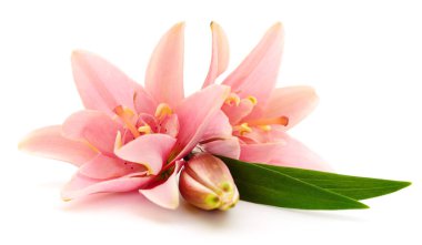 Beyaz arka planda iki pembe zambak izole edilmiş..