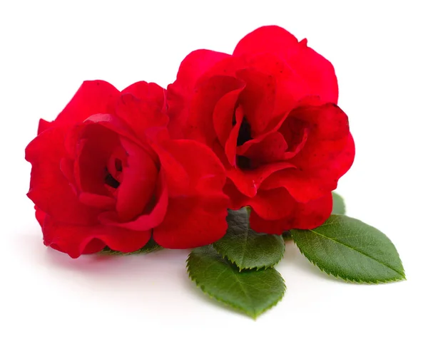 Due Bellissime Rose Rosse Sfondo Bianco — Foto Stock