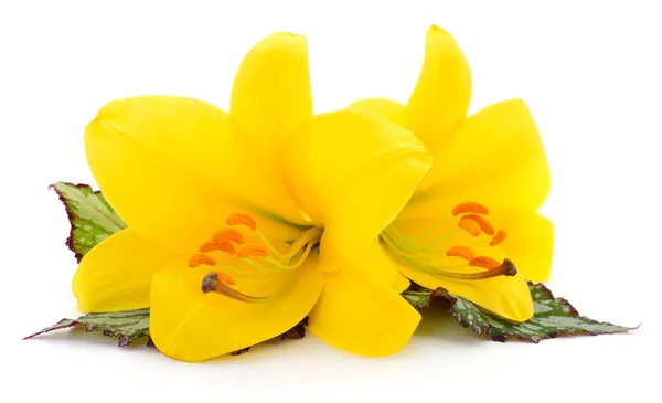 Dvě Žluté Lilie Izolované Bílém Pozadí — Stock fotografie
