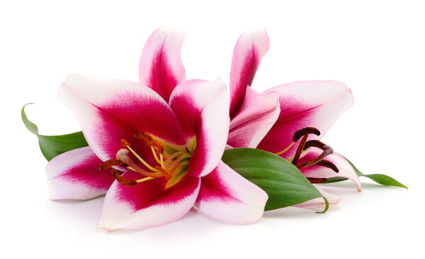 Two pink lilies isolated on a white background.