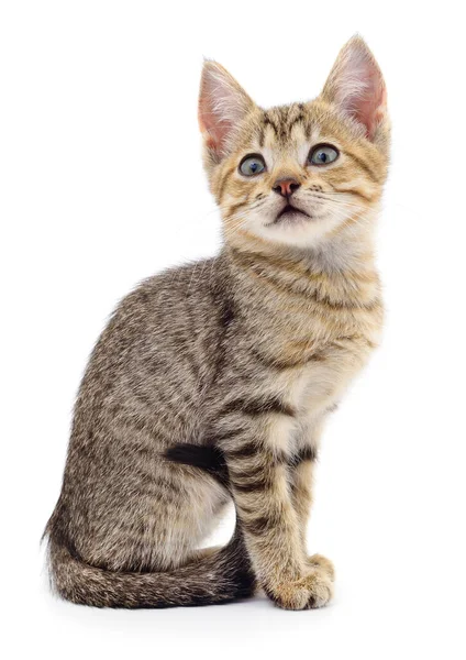 白い背景に隔離された小さな茶色の子猫 — ストック写真