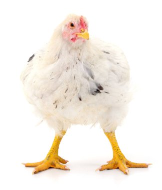Beyaz tavuk beyaz, stüdyo çekimi