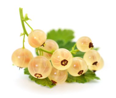 Beyaz arka planda yeşil yapraklı üzümler.