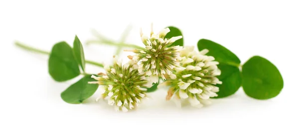 Flores Trébol Blanco Sobre Fondo Blanco —  Fotos de Stock