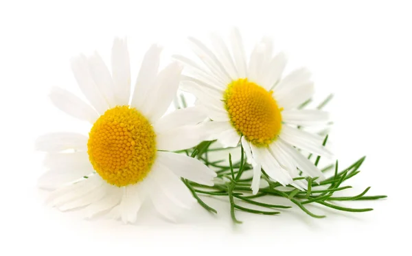 Bouquet Chamomile Flowers Isolated White Background — Stock Photo, Image