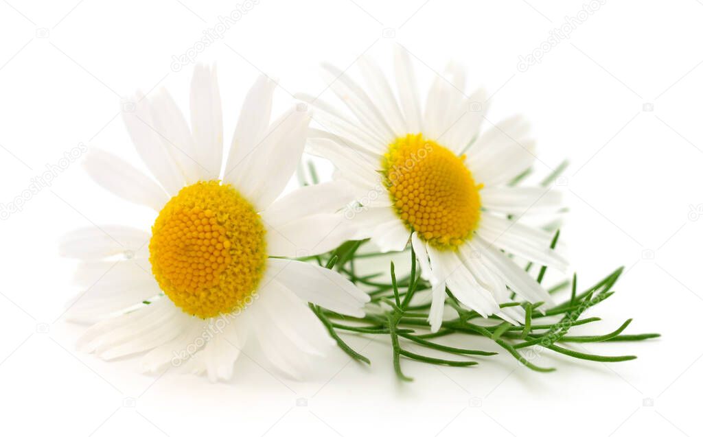Bouquet of Chamomile flowers isolated on white background