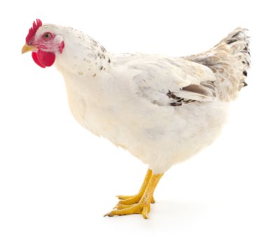 Beyaz tavuk beyaz, stüdyo çekimi
