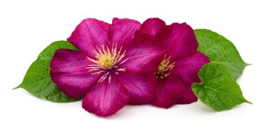 Beyaz arkaplanda iki kırmızı klematis izole edildi.